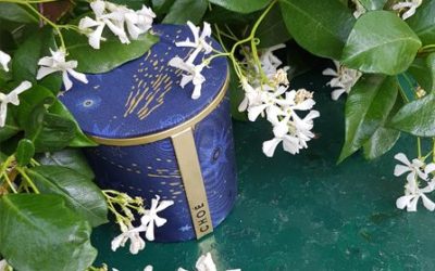 Midnight Summer … Jasmine!